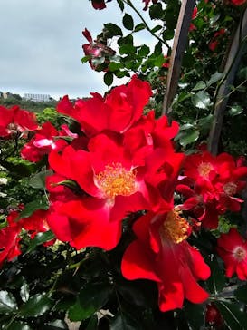 ACAO FORESTに投稿された画像（2025/5/23）