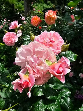 ACAO FORESTに投稿された画像（2025/5/23）