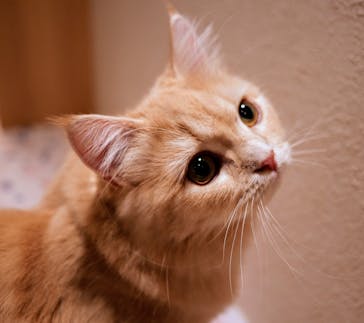 猫カフェモカ　吉祥寺店に投稿された画像（2025/5/23）