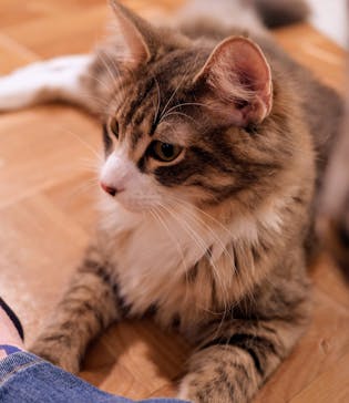 猫カフェモカ　吉祥寺店に投稿された画像（2025/5/23）