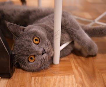 猫カフェモカ　吉祥寺店に投稿された画像（2025/5/23）