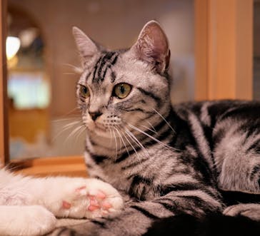 猫カフェモカ　吉祥寺店に投稿された画像（2025/5/23）