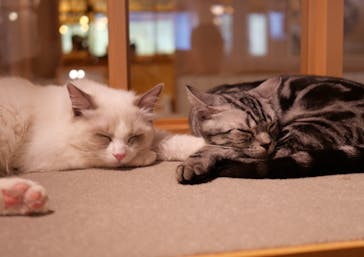 猫カフェモカ　吉祥寺店に投稿された画像（2025/5/23）