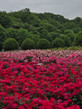 ぎふワールド・ローズガーデンに投稿された画像（2025/5/24）