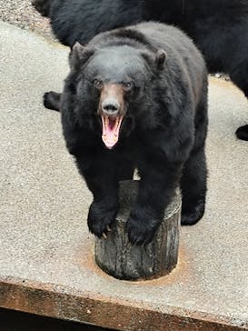 奥飛騨クマ牧場に投稿された画像（2025/5/24）