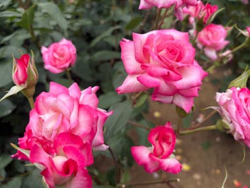 いばらきフラワーパークに投稿された画像（2025/5/24）