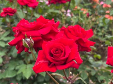 いばらきフラワーパークに投稿された画像（2025/5/24）