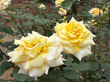 いばらきフラワーパークに投稿された画像（2025/5/24）