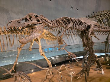 福井県立恐竜博物館に投稿された画像（2025/5/24）