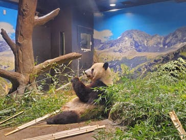 恩賜上野動物園に投稿された画像（2025/5/24）