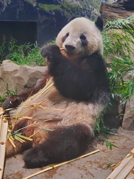 恩賜上野動物園に投稿された画像（2025/5/24）