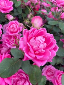 ぎふワールド・ローズガーデンに投稿された画像（2025/5/24）