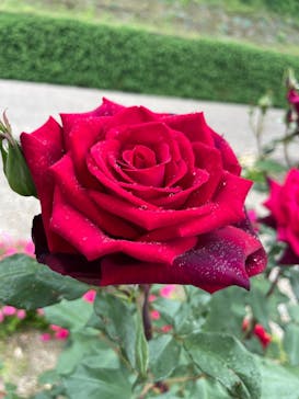 ぎふワールド・ローズガーデンに投稿された画像（2025/5/24）