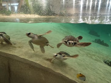 鴨川シーワールドに投稿された画像（2025/5/24）