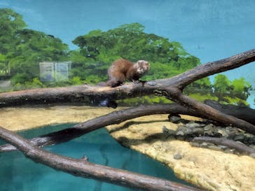 サケのふるさと 千歳水族館に投稿された画像（2025/5/24）