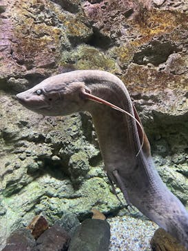 島根県立 しまね海洋館に投稿された画像（2025/5/24）