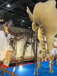 福井県立恐竜博物館に投稿された画像（2025/5/24）