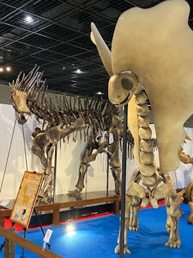 福井県立恐竜博物館に投稿された画像（2025/5/24）