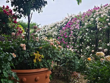 横浜イングリッシュガーデンに投稿された画像（2025/5/24）