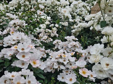 横浜イングリッシュガーデンに投稿された画像（2025/5/24）