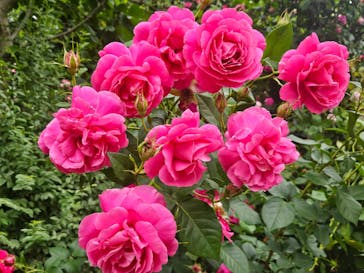 横浜イングリッシュガーデンに投稿された画像（2025/5/24）