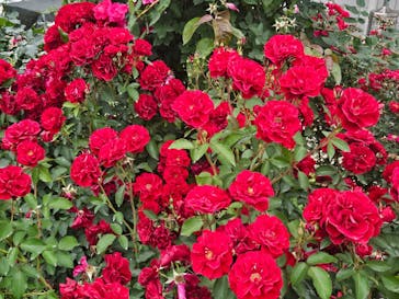 横浜イングリッシュガーデンに投稿された画像（2025/5/24）