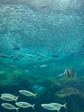 九十九島水族館海きららに投稿された画像（2025/5/24）