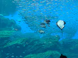 仙台うみの杜水族館に投稿された画像（2025/5/24）