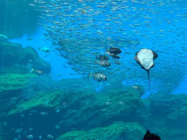 仙台うみの杜水族館に投稿された画像（2025/5/24）