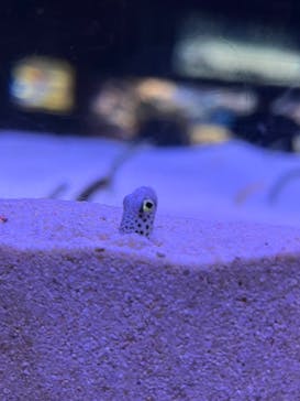 マリンワールド海の中道に投稿された画像（2025/5/24）