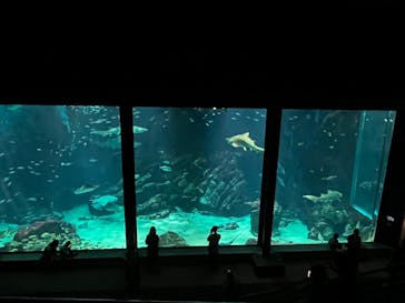 マリンワールド海の中道に投稿された画像（2025/5/24）