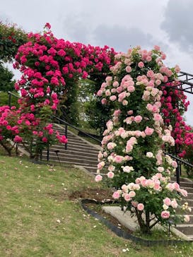 いばらきフラワーパークに投稿された画像（2025/5/24）