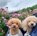 いばらきフラワーパークに投稿された画像（2025/5/24）