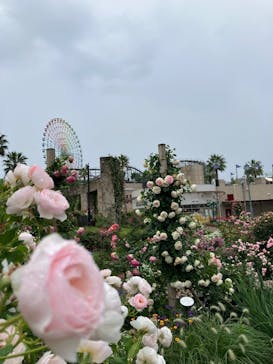 ひらかたパークに投稿された画像（2025/5/24）