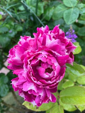 ひらかたパークに投稿された画像（2025/5/24）