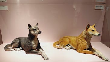 特別展「古代DNA－日本人のきた道」（国立科学博物館）に投稿された画像（2025/5/24）