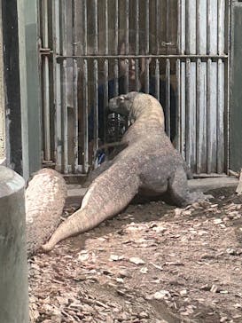名古屋市東山動植物園に投稿された画像（2025/5/24）