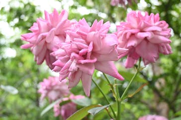 横浜イングリッシュガーデンに投稿された画像（2025/5/24）