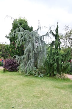 横浜イングリッシュガーデンに投稿された画像（2025/5/24）