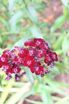 横浜イングリッシュガーデンに投稿された画像（2025/5/24）