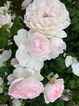 ぎふワールド・ローズガーデンに投稿された画像（2025/5/24）