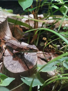 恩賜上野動物園に投稿された画像（2025/5/24）