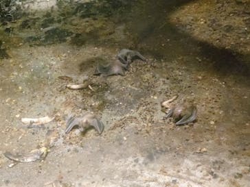 恩賜上野動物園に投稿された画像（2025/5/24）