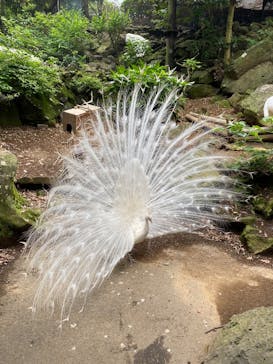 伊豆シャボテン動物公園に投稿された画像（2025/5/24）