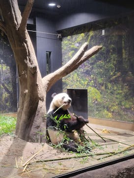 恩賜上野動物園に投稿された画像（2025/5/24）