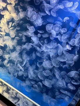 鴨川シーワールドに投稿された画像（2025/5/24）