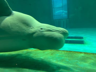 鴨川シーワールドに投稿された画像（2025/5/24）