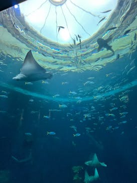 鴨川シーワールドに投稿された画像（2025/5/24）