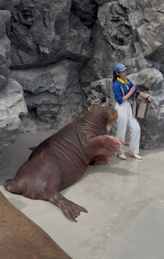 鴨川シーワールドに投稿された画像（2025/5/24）