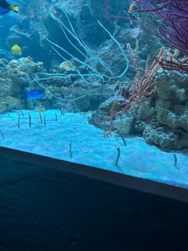 マクセル アクアパーク品川に投稿された画像（2025/5/24）